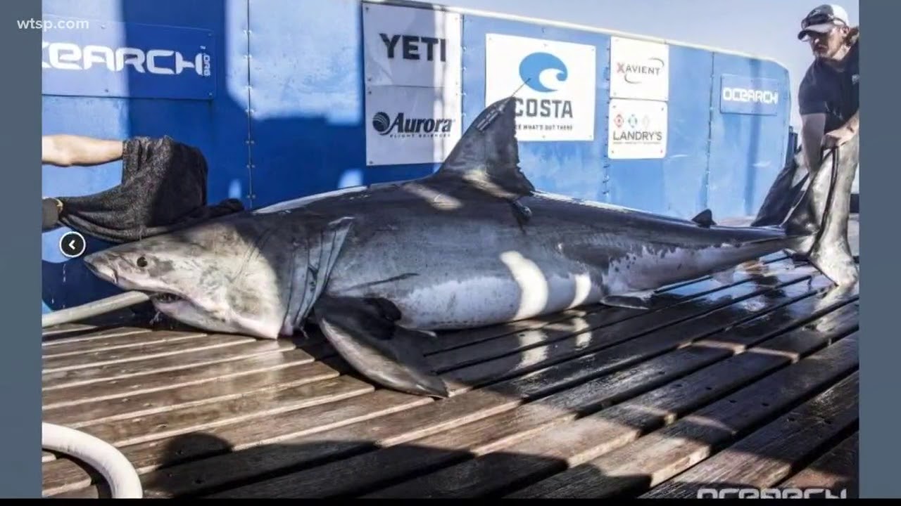 Great white shark hanging out in Tampa Bay waters - YouTube