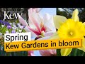 Spring at Kew - a bounty of blooms