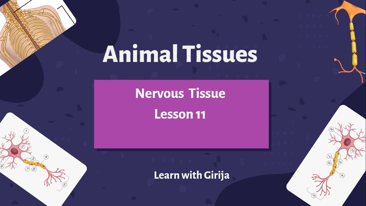 2 Minute Lessons: Animal tissues //Nervous tissue// lesson 11 - YouTube