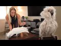 THIS UMBRELLA COCKATOO IS TOO MUCH FOR US! 🤯