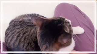 ママとお話しする猫【ママと猫日記】猫の癒し| Cat Healing|しゃべる猫