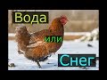 Снег или Вода. Чем поить кур зимой