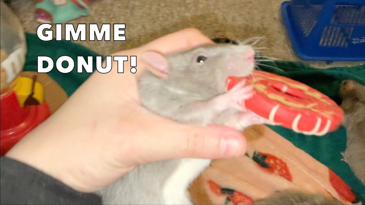 Pet Rats Try Dog Donut Treats!