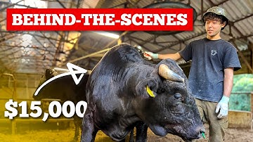 How Kobe Beef became the Wagyu to rule them all