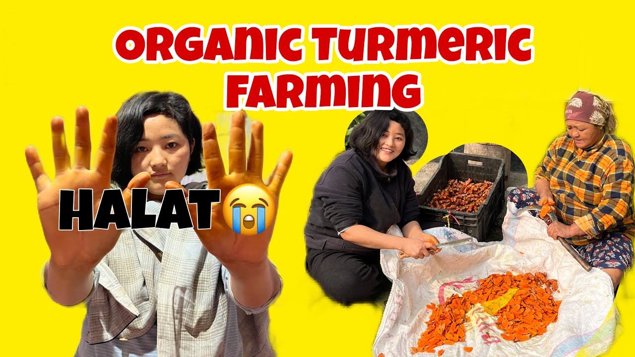 Выращивание органической куркумы в нашей деревне. Halat kharab vyo😭 #выращиваниекуркумы #жизньвде...