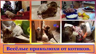 Прикольное, весёлое видео про котиков, при участии героев Прикольное, весёлое видео про котиков, при участии героев