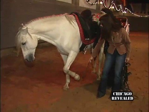 Vídeo: Noble Horse Carriages Chicago