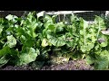 Growing Horseradish: Planting To Eating