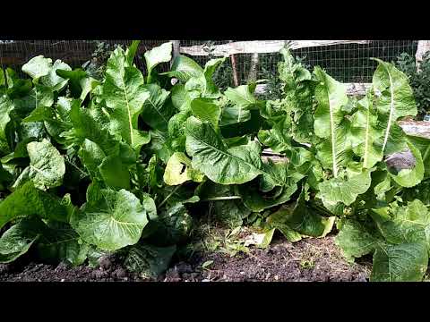 Video: Lär dig hur man odlar pepparrotsväxter