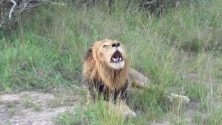 Roaring Lion in Sabi Sand South Africa AWESOME