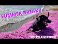 Summer break  e83 violet is my dog violets adventures