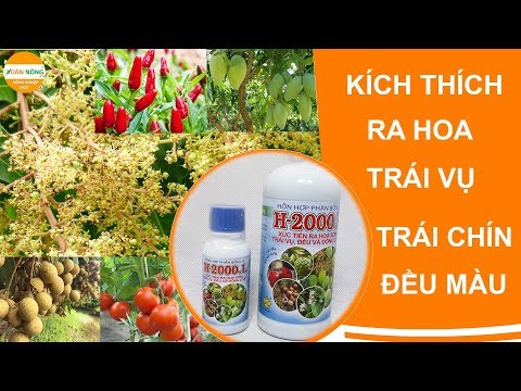 Nông nghiệp  | Kích thích ra hoa trái vụ, trái chín đều đồng loạt bằng H.2000 | Foci