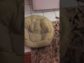 Salome video