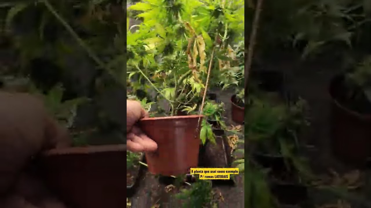 A PLANTA QUE USEI COMO EXEMPLO P/ RAMAS LATERAIS NA VEGA 🌱