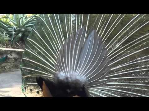 Why do peacocks show their feathers?