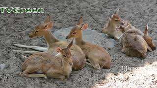 CameraTalk: Animals Galore #02 - Wolves, Zebras, Moose