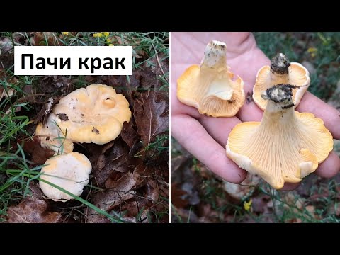 Видео: Как работят ключовете тип пачи крак?