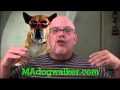 Massachusetts Dog Walking Service, Dog Walker and Sitter Massachusetts Dog Walking Service, Dog Walker and Sitter