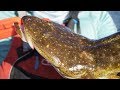 Catch & Cook: Doritos Fried Flathead -- Australia Ep 4 | Field Trips with Robert Field