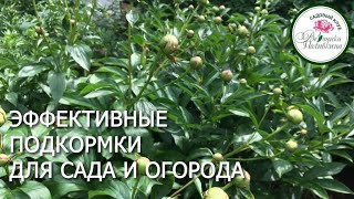 видео: МОНО-КОМПОНЕНТЫ ОТ ОРГАНИК МИКС - СИЛЬНЫЕ ПРЕПАРАТЫ ДЛЯ ПОДДЕРЖАНИЯ РАСТЕНИЙ картинка: МОНО-КОМПОНЕНТЫ ОТ ОРГАНИК МИКС - СИЛЬНЫЕ ПРЕПАРАТЫ ДЛЯ ПОДДЕРЖАНИЯ РАСТЕНИЙ