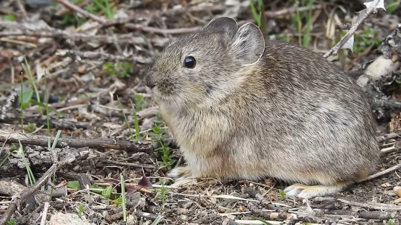 Five changes of animal behaviour due to global heating