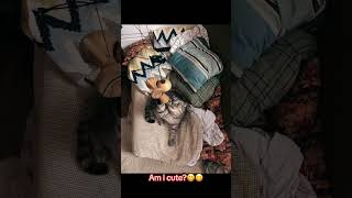 Cute Cat Soba With Kendama