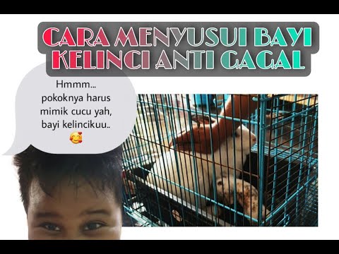 Mengenal Hewan : CARA MENYUSUI BAYI KELINCI, ANTI GAGAL