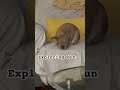I’m still staying at my Nannas place … being a good little bunny. #rabbitsofyoutube #viralshort