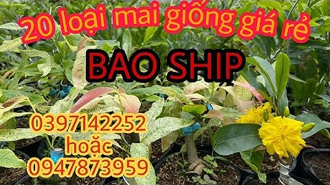 Cúc vip, (cúc tri kỷ),0397142252 hoặc 0947873959