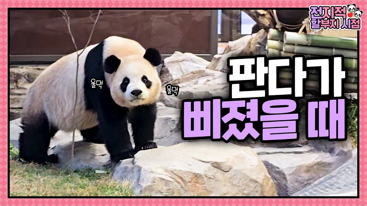 하부지... 요즘 왜 나랑 안 놀아죠?🥺  | 전지적 할부지 시점 ep.253