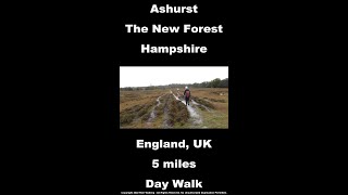 Ashurst Walk, New Forest National Park Walks, Hampshire Walks In England, UK shorts