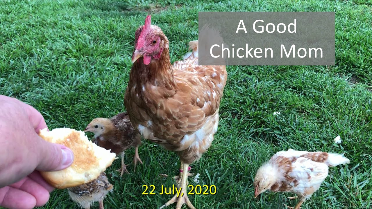 A Good Chicken Mom 