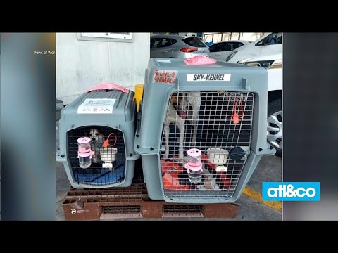 Video: Pet Scoop: Marină reunită cu câine militar, Lion de mare salvat în misiune de salvare