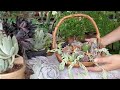 Creando un terrario con esquejes de suculentas #verdeybonito #suculentas #esquejes