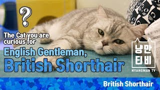 [NMTV] The Cat you are curious for  - English Gentlemen, British Shorthair by 냥만티비 NMCAT TV 56 views 4 years ago 1 minute, 17 seconds