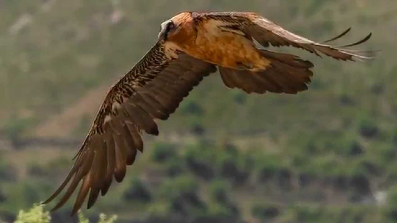 WILDPIX ROOFVOGELREIS NOORD SPANJE 720p