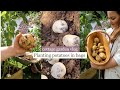 Grow potatoes in bags, small space growing  🥔 Spring cottage garden vlog