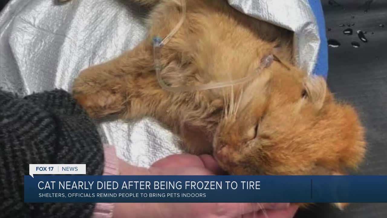 Cat nearly dies after being frozen to tire