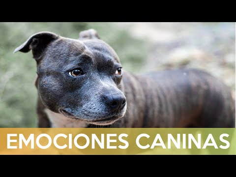 Video: Cómo La Comida De Su Perro Afecta Su Estado De ánimo