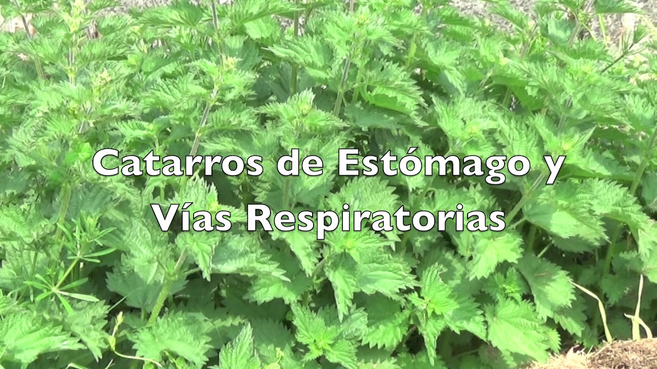 Ortiga Planta Medicinal Con Multiples Propiedades Youtube