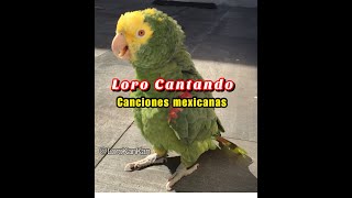 Loro Canta Canciones Mexicanas