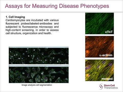Vidéo: Indices De Développement Physique Pour La Maturation Des Cardiomyocytes Pluripotents Dérivés De Cellules Souches Humaines