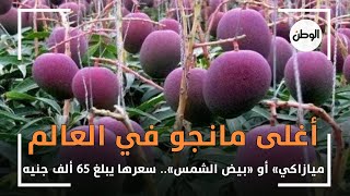 «ميازاكي» أو «بيض الشمس» اغلى مانجو في العالم.. سعرها يبلغ 65 الف جنيه