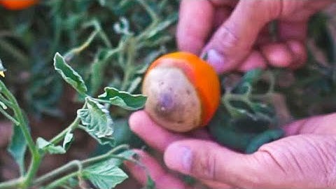 BER ... FIX Blossom End Rot in Tomatoes