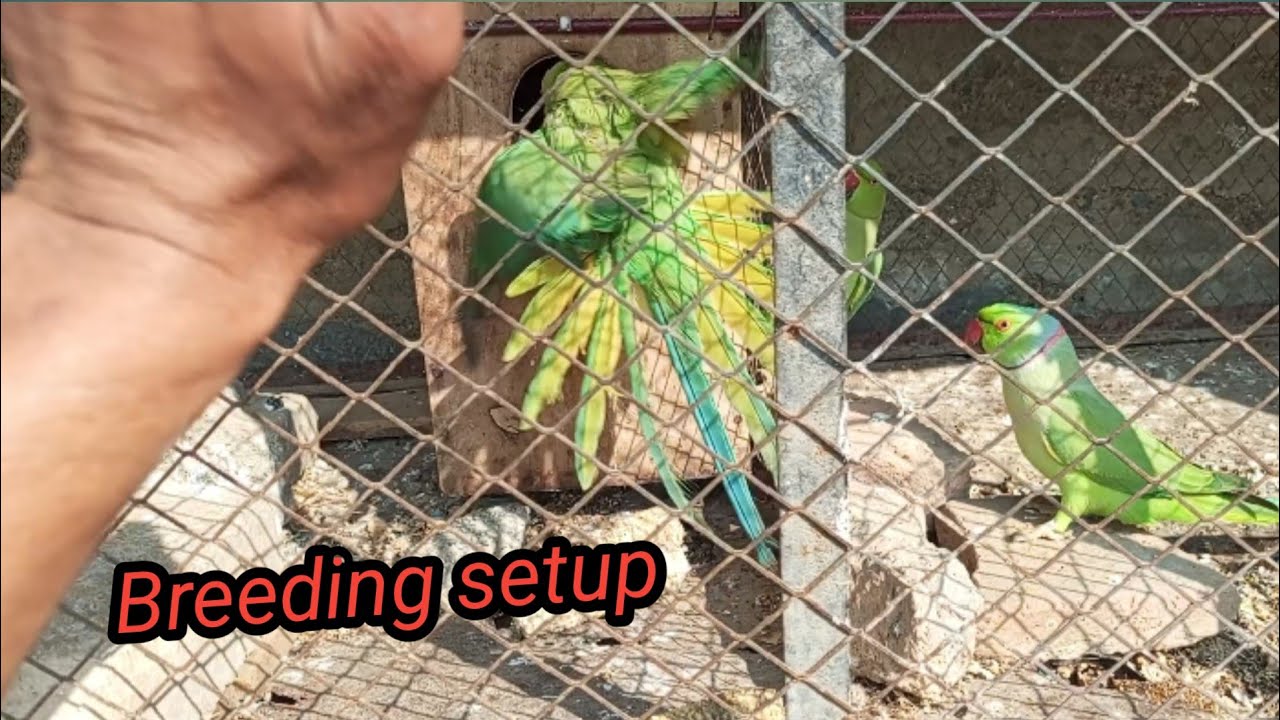 Breeding setup #talkingparot #viralvideos #parrot #nonstoptalkingparrot 