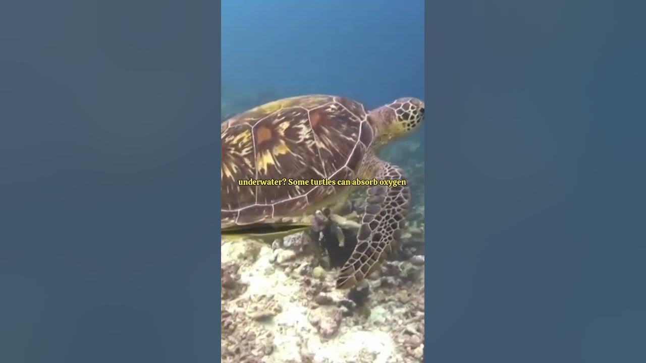 If a turtle loses its shell… is it homeless or just naked? Asking for a friend 🐢💀