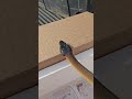Unboxing Some New Reptiles🖤 #shorts #reptiles #snake #gecko