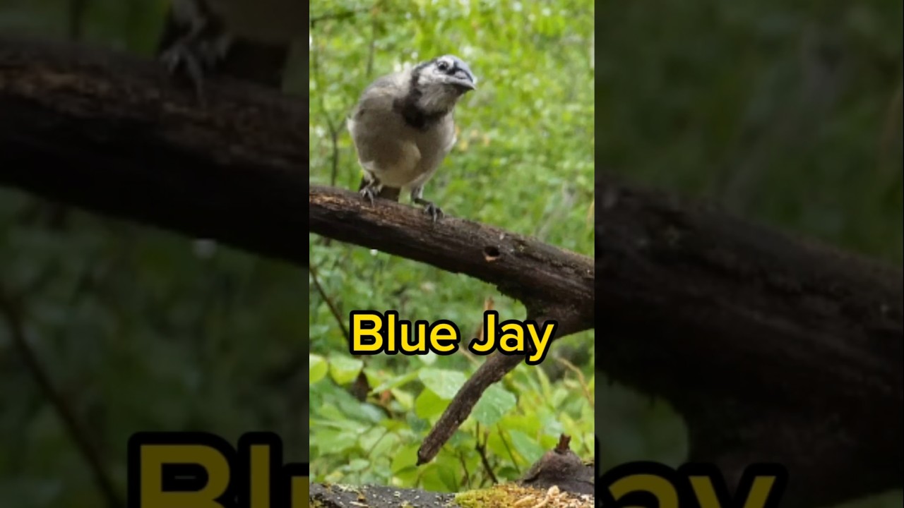 Blue Jay - Bird Identification