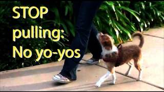 Stop pulling and 'Yoyoing' Dog Training