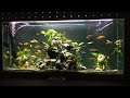 Watch Live Stream Aquarium Fish-Tank(Part29)/Смотрим Прямую Трансляцию-Аквариум Рыбный Танк(Часть29)